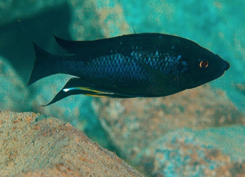Ophthalmotilapia nasuta 'Cape Caramba'